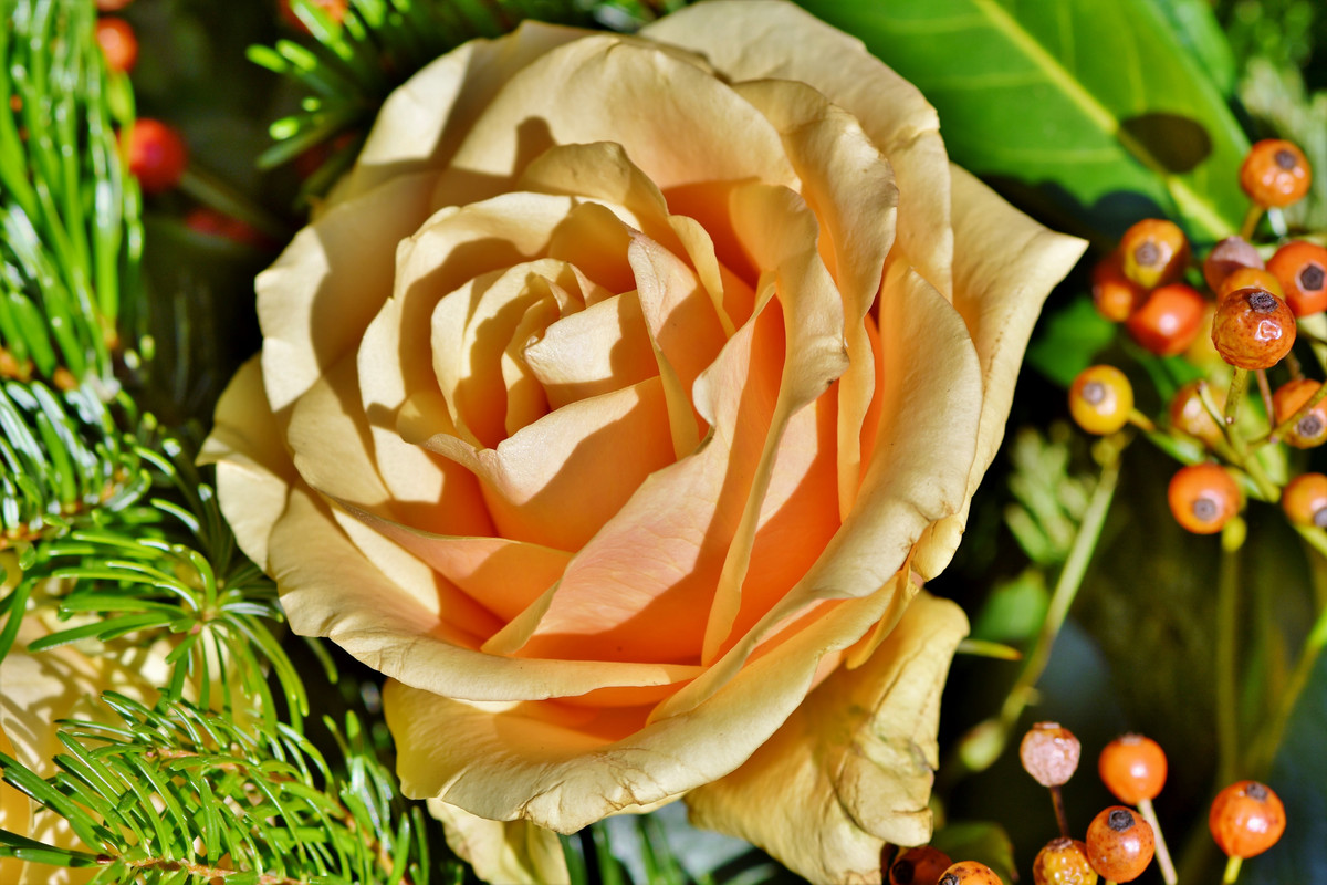 роза, 3д, 3d, цветы