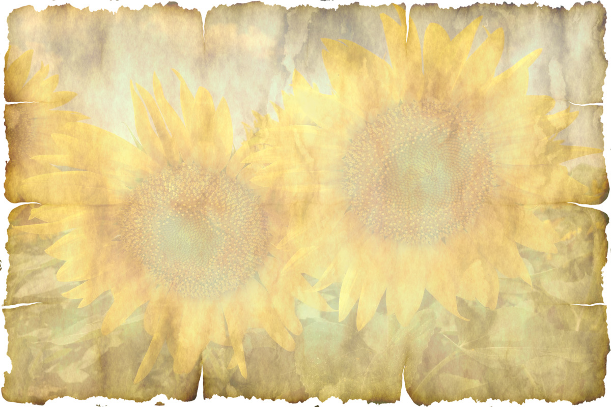 бумага, ретро, пергамент, цветы, подсолнухи