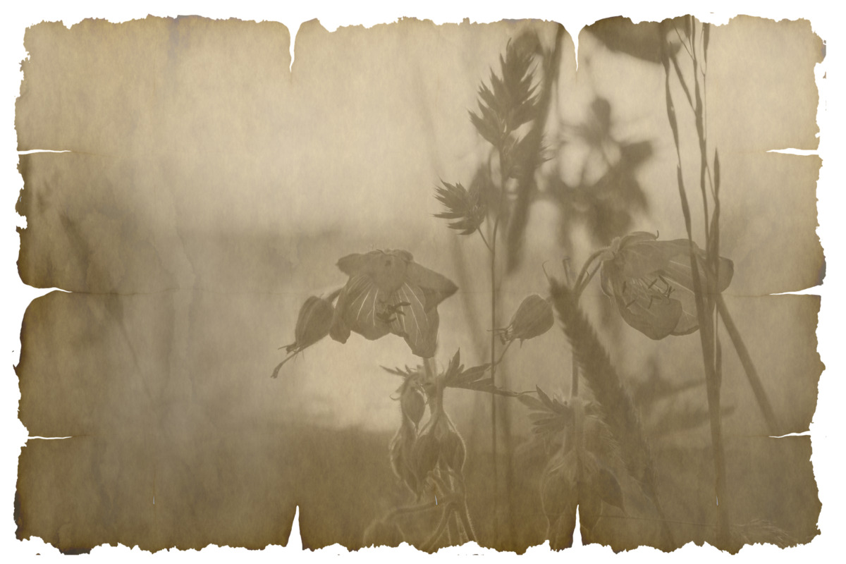 бумага, ретро, цветы, пергамент