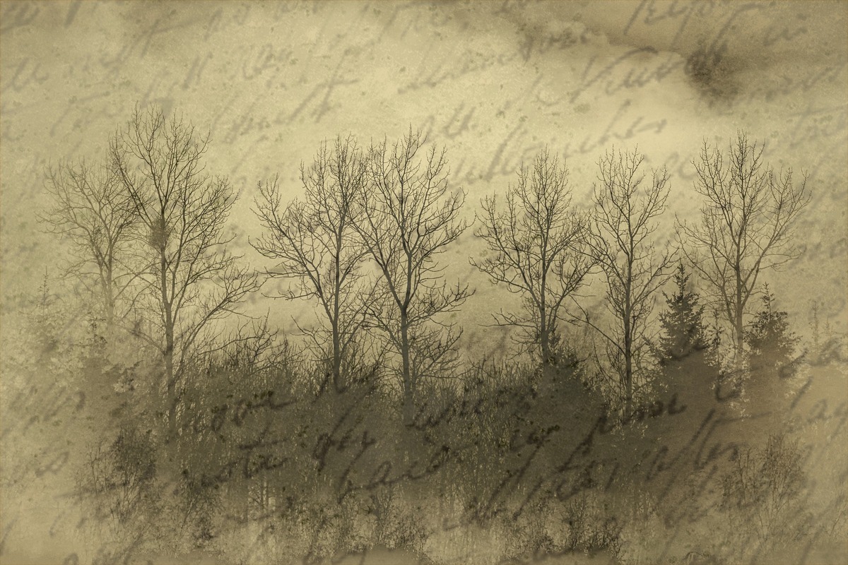 бумага, ретро, деревья, пергамент