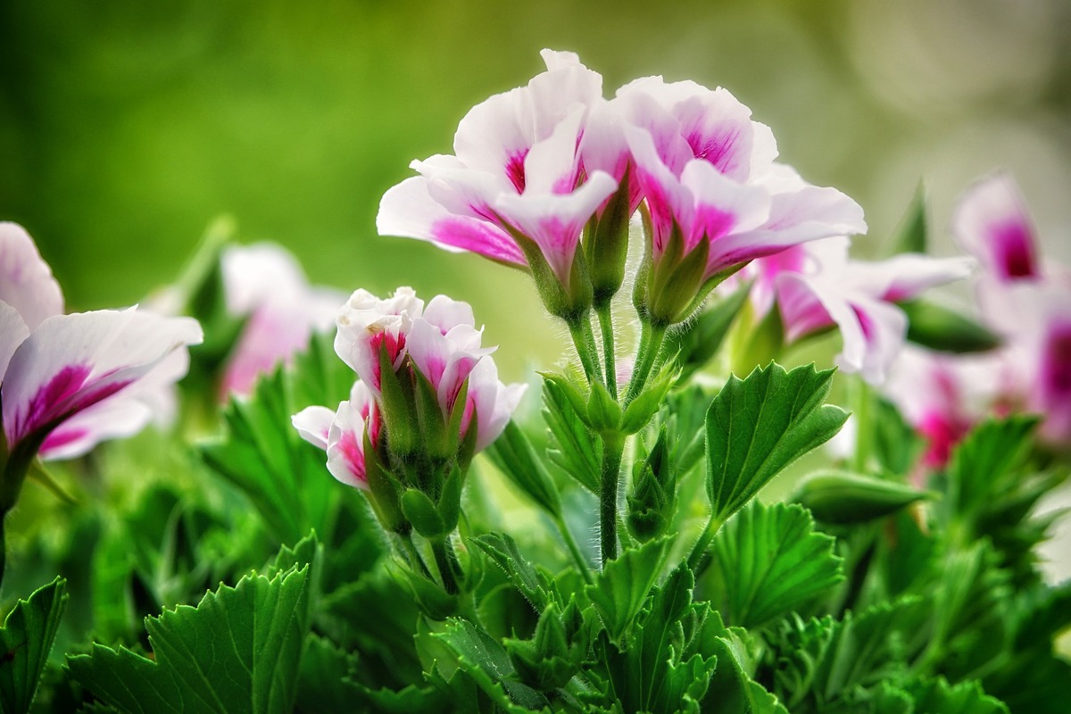 цветы, герань, 3д, 3d