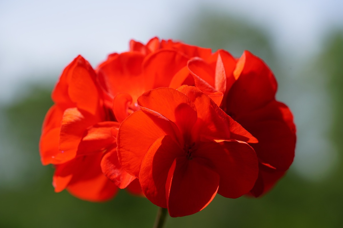 цветы, герань, 3д, 3d