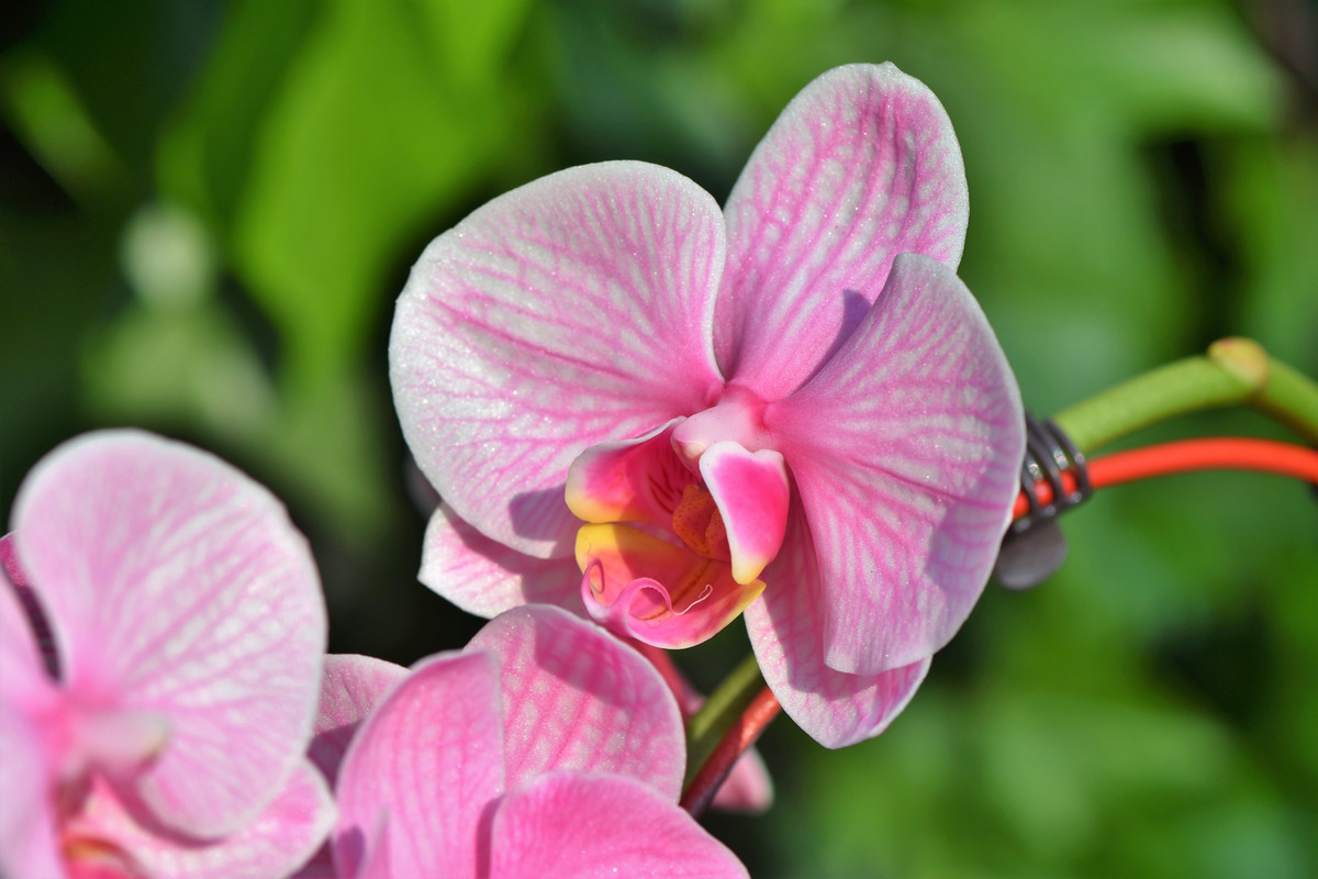 орхидеи, розовые, цветы, 3д, 3d