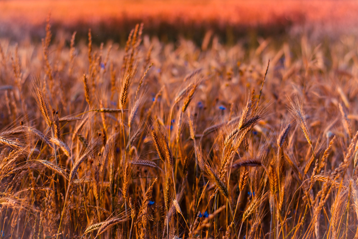 луг, пшеница, васильки, цветы, полевые цветы, колос