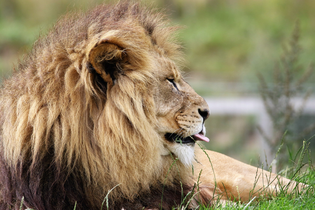 лев, животные, природа