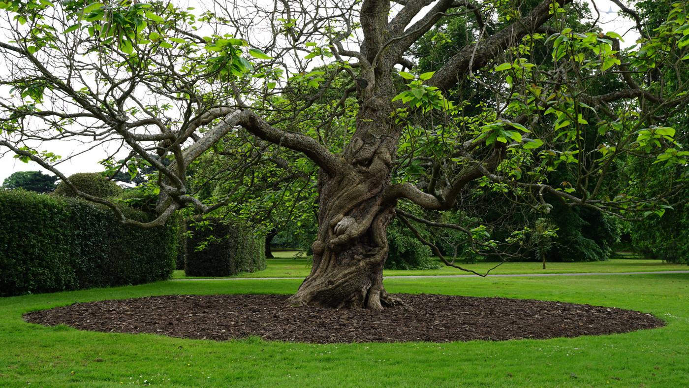 дерево, зеленые, природа