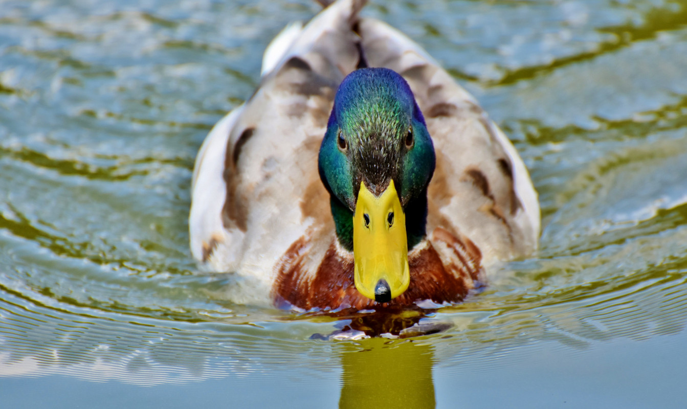 утка, птицы, вода, 3д, 3d, водоем