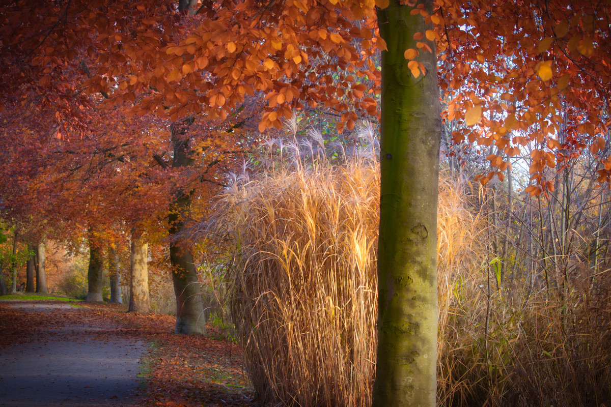 оранжевые, листья, лес, дорога , 3д, 3d