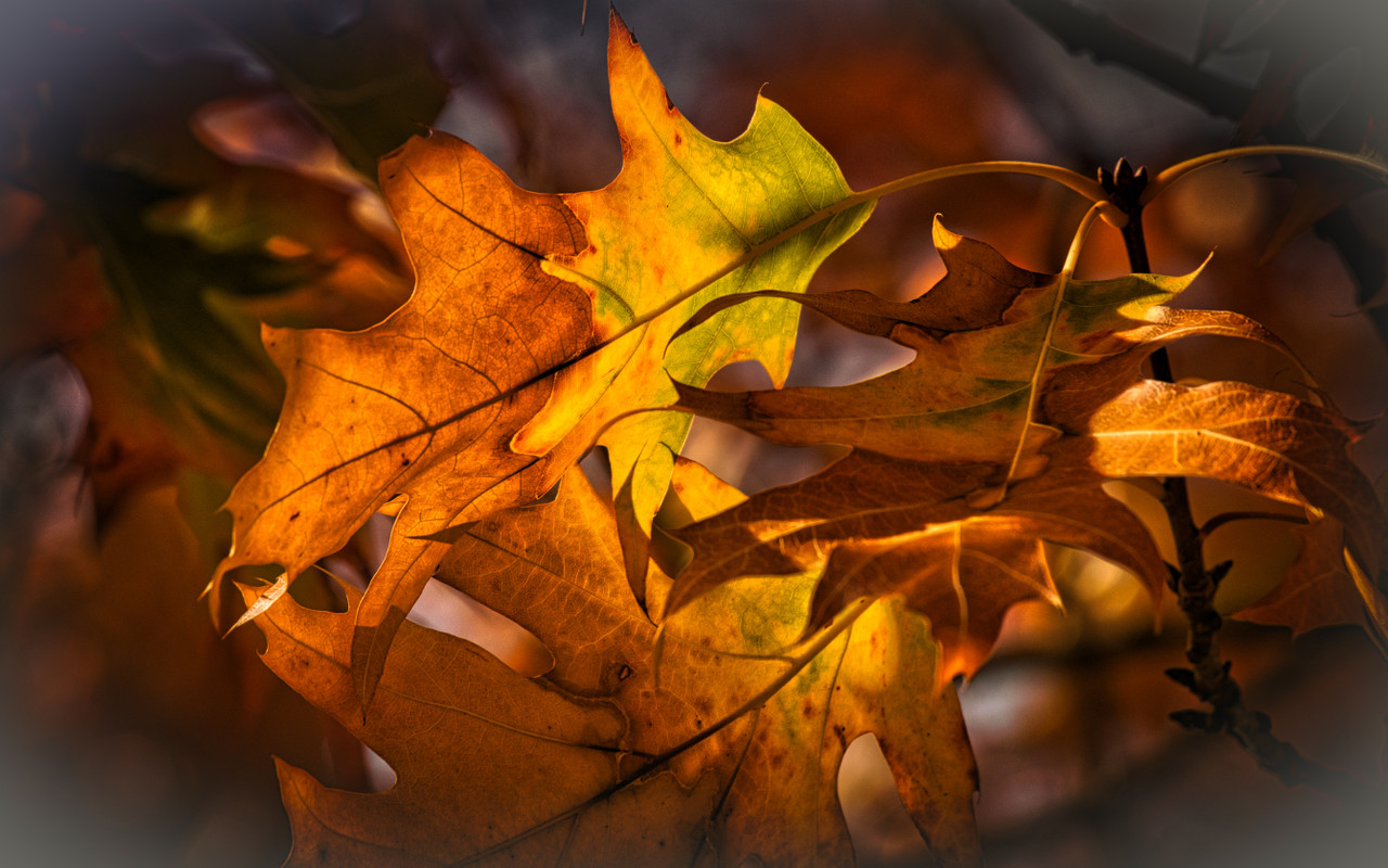 листья, оранжевые, 3д, 3d, стереоскопические