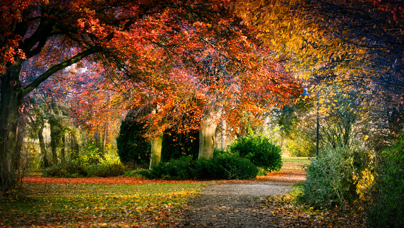 деревья, лес, осень, дорога, листья