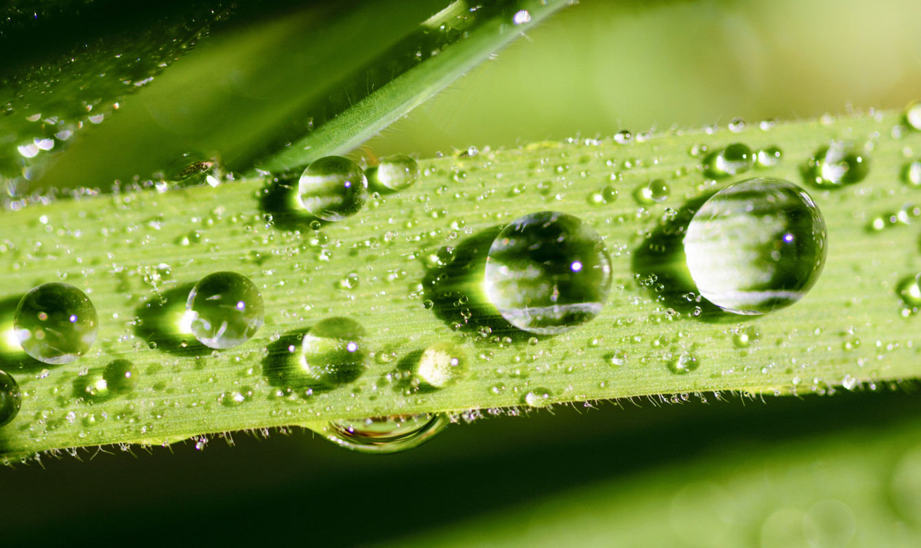 роса, зеленые, 3д, 3d, стереоскопические