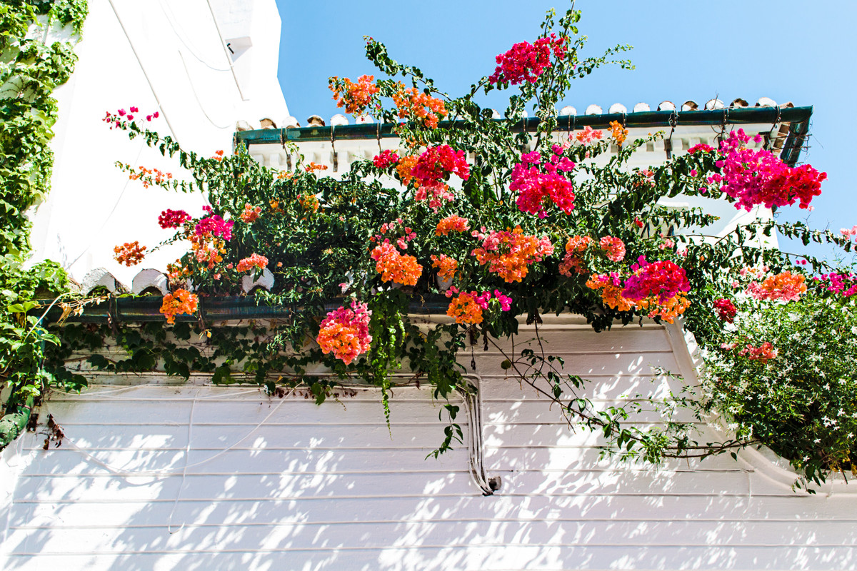 балкон, цветы, растения