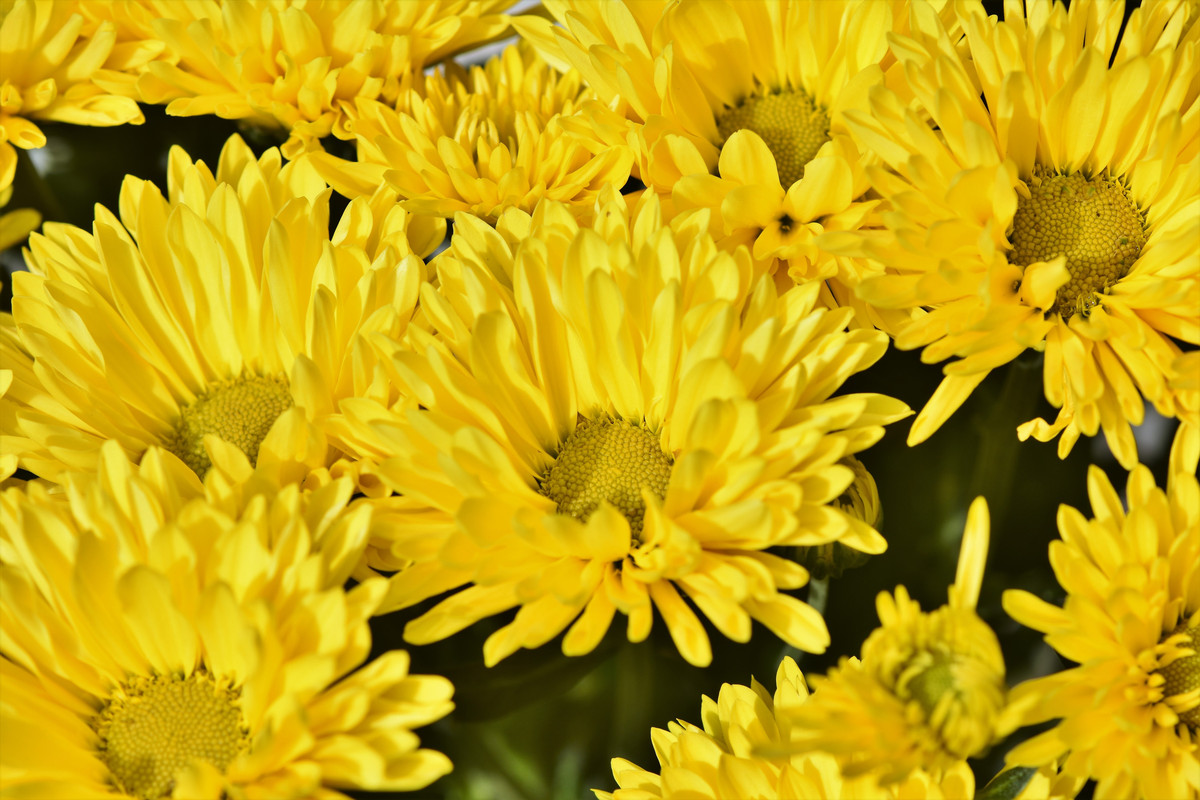 цветы, желтые, 3д, 3d