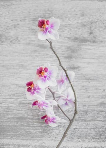 цветы,орхидеи, 3д, 3d, розовые, белые