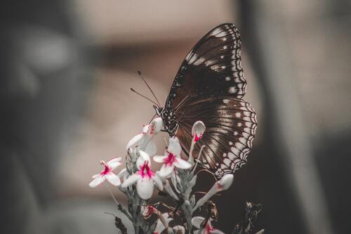 бабочки, насекомые,  3d, 3д, листья, природа