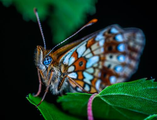 бабочки, насекомые,  3d, 3д, листья, природа