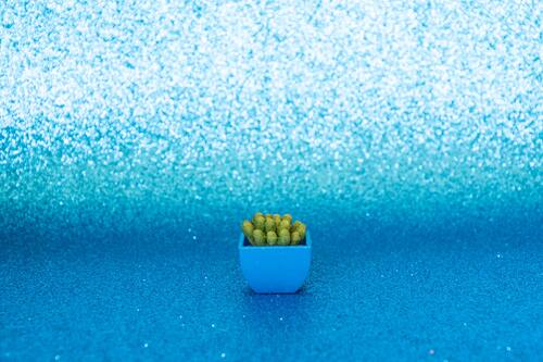 кактусы, цветы, горшки, голубые