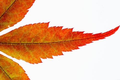 осень, листва, осенние листья