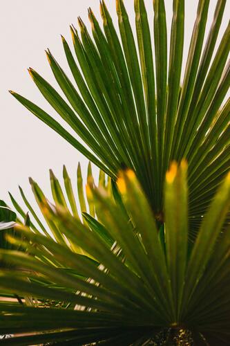 зеленые, 3д, 3d, стереоскопические, листва, листья