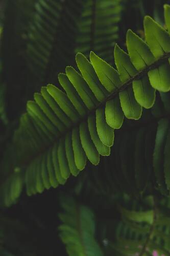 трава, зеленые, 3д, 3d, стереоскопические, листва, листья