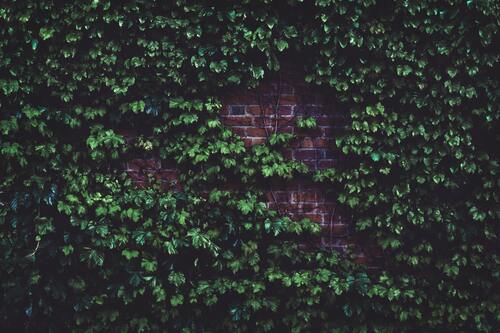 зеленые, 3д, 3d, стереоскопические, листва, листья, лоза