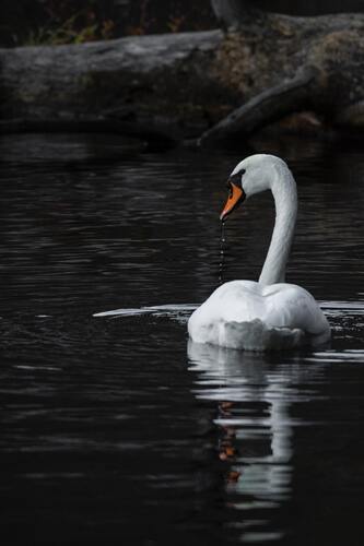 птицы, лебеди, белые лебеди