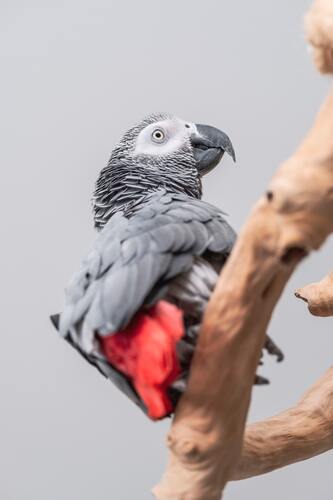 попугаи, птицы