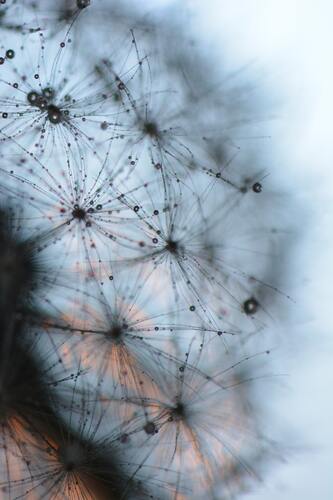 одуванчики, цветы, 3д, 3d, капли, роса