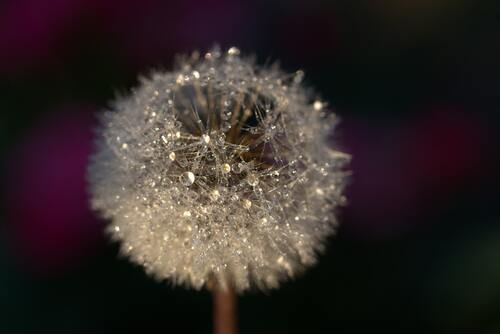 одуванчики, цветы, 3д, 3d, капли, роса