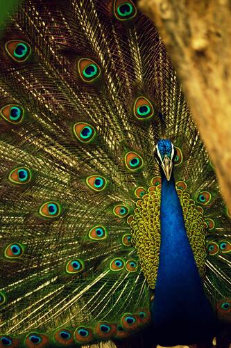 птицы, павлины