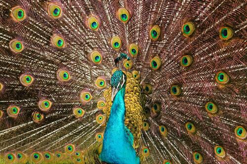 птицы, павлины
