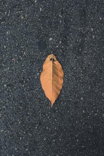 дорога, асфальт, серые, листья, магистраль 