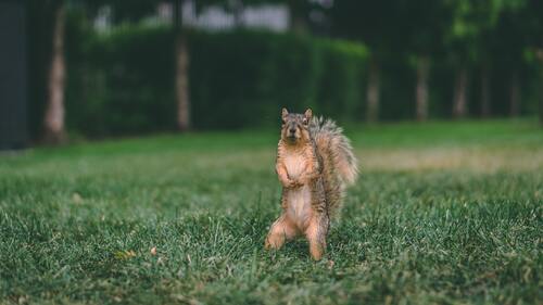 животные, белка