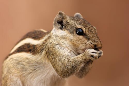 животные, белка