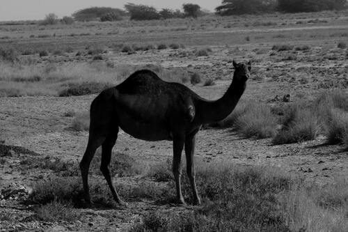 верблюды, животные,  пустыня