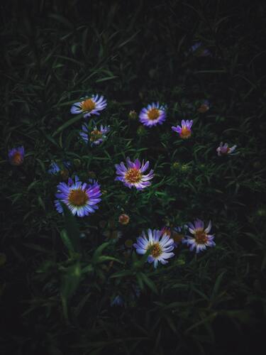 цветы, цветы луговые, 3д, 3d