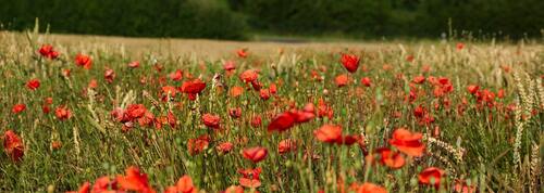 маки, красные, поле, луг, пшеница, полевые цветы, колос