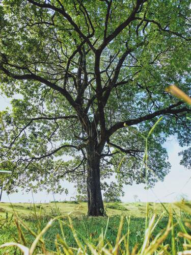 дерево, ветви, трава, луг, 3д, 3d, HD