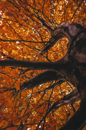 лес, деревья, роща, ветви, осень, листва, вид снизу, природа