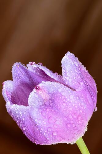 цветы, тюльпаны, сиреневые, весна, отражение, капли, роса