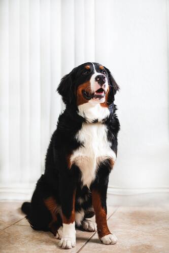 собака, щенок, домашние животные