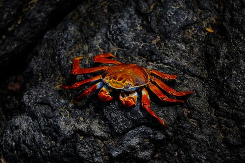 краб, море, песок, камни, животные