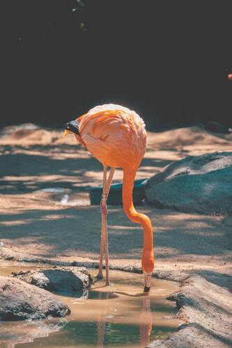 птицы, фламинго, розовые