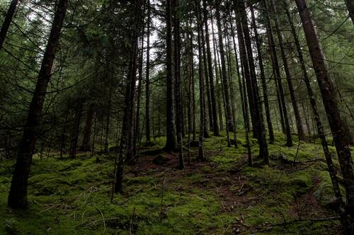 лес, деревья, ветви, природа, роща, ели, мох
