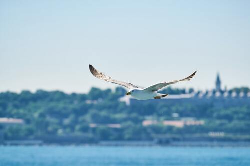 чайки, птицы, небо, водоем