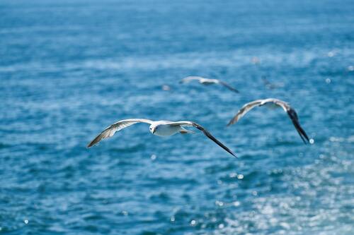 чайки, птицы, небо, водоем