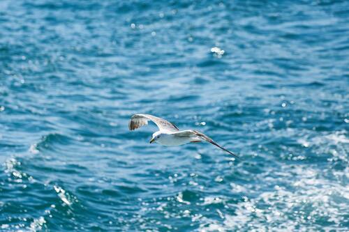 чайки, птицы, небо, водоем