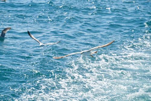 чайки, птицы, небо, водоем, волны