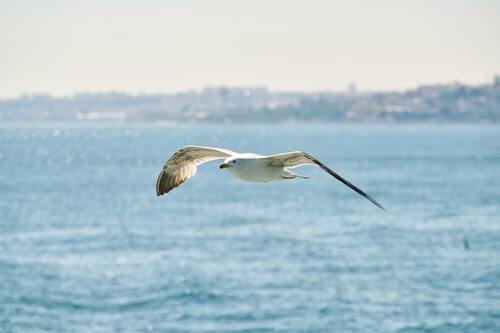 чайки, птицы, небо, водоем, волны