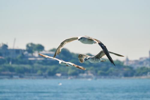 чайки, птицы, небо, водоем, волны